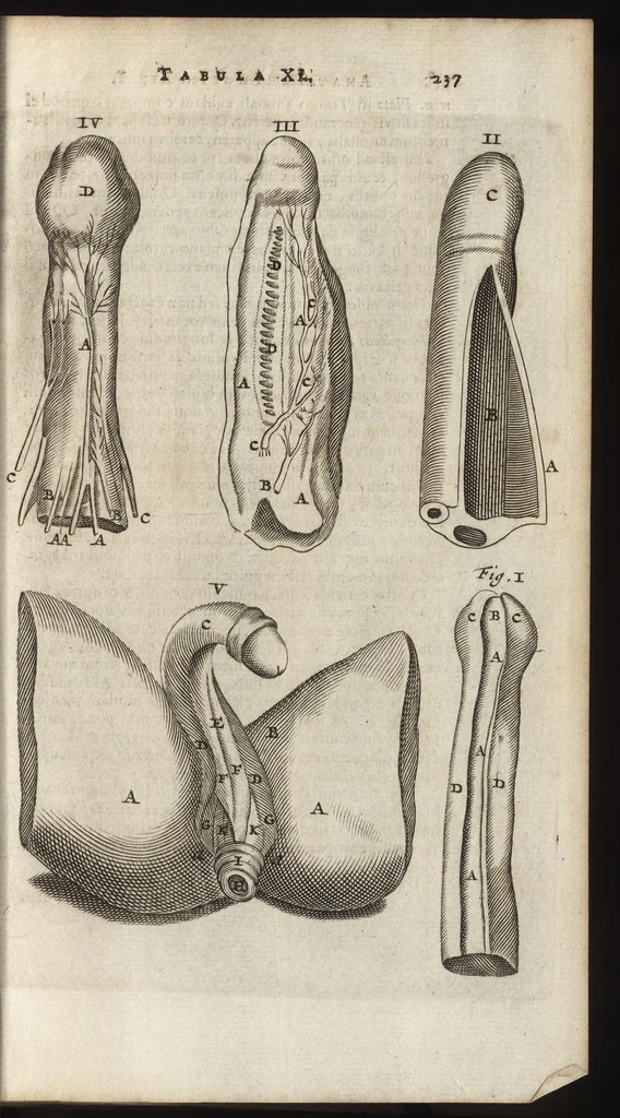 An illustration from Thomae Bartholini Anatome ex omnium veterum recentiorumque observationibus inprimis institutionibus b.m. parentis Caspari Bartholini : ad circulationem Harvejanam, et vasa lymphatica, 1686, leaf 276