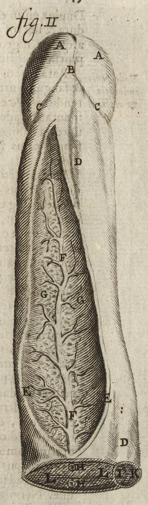 An illustration from Thomae Bartholini Anatome ex omnium veterum recentiorumque observationibus inprimis institutionibus b.m. parentis Caspari Bartholini : ad circulationem Harvejanam, et vasa lymphatica, 1686, leaf 282
