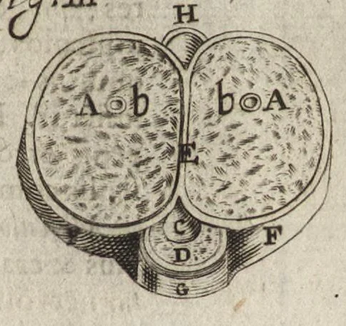 An illustration from Thomae Bartholini Anatome ex omnium veterum recentiorumque observationibus inprimis institutionibus b.m. parentis Caspari Bartholini : ad circulationem Harvejanam, et vasa lymphatica, 1686, leaf 282