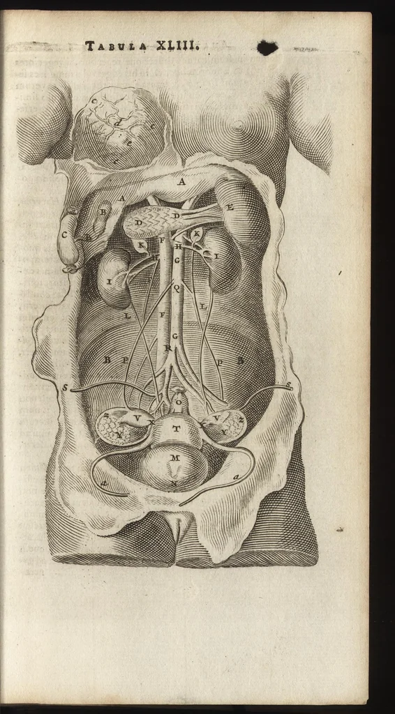 An illustration from Thomae Bartholini Anatome ex omnium veterum recentiorumque observationibus inprimis institutionibus b.m. parentis Caspari Bartholini : ad circulationem Harvejanam, et vasa lymphatica, 1686, leaf 290