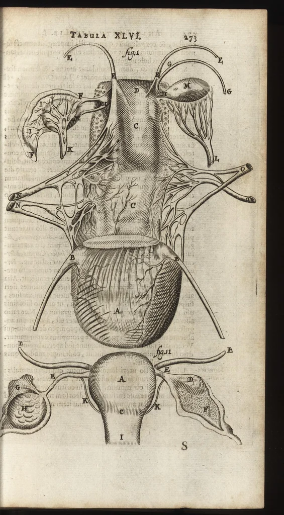 An illustration from Thomae Bartholini Anatome ex omnium veterum recentiorumque observationibus inprimis institutionibus b.m. parentis Caspari Bartholini : ad circulationem Harvejanam, et vasa lymphatica, 1686, leaf 312