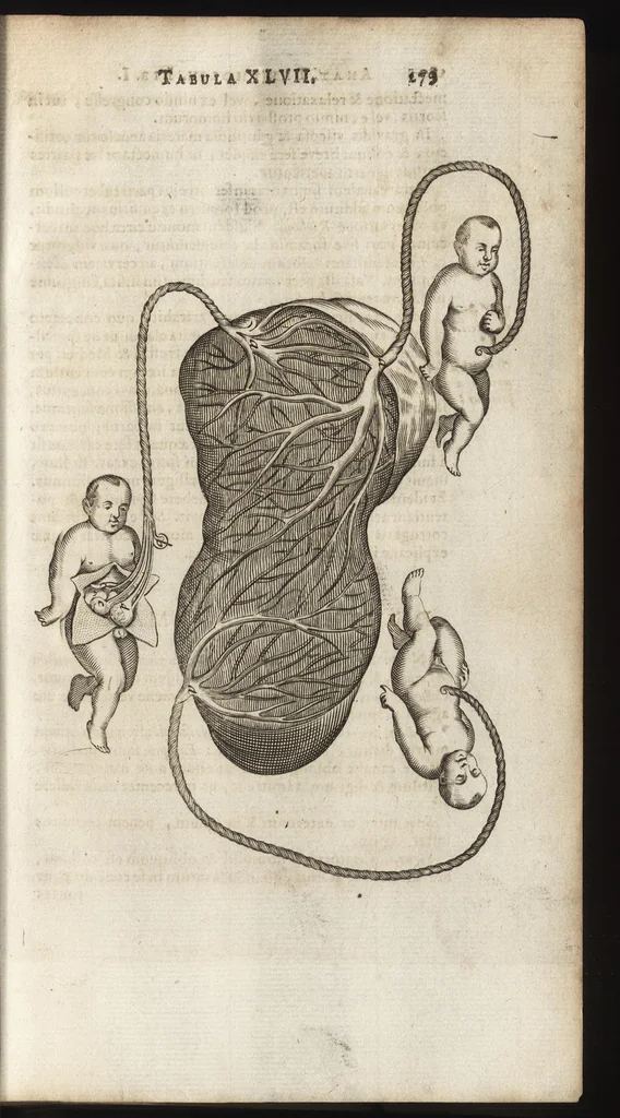 An illustration from Thomae Bartholini Anatome ex omnium veterum recentiorumque observationibus inprimis institutionibus b.m. parentis Caspari Bartholini : ad circulationem Harvejanam, et vasa lymphatica, 1686, leaf 318
