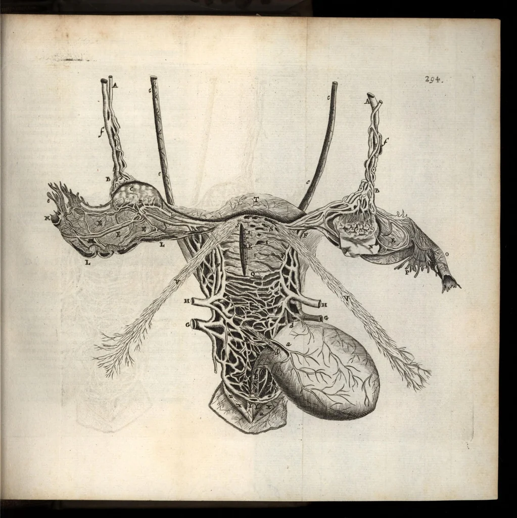 An illustration from Thomae Bartholini Anatome ex omnium veterum recentiorumque observationibus inprimis institutionibus b.m. parentis Caspari Bartholini : ad circulationem Harvejanam, et vasa lymphatica, 1686, leaf 334
