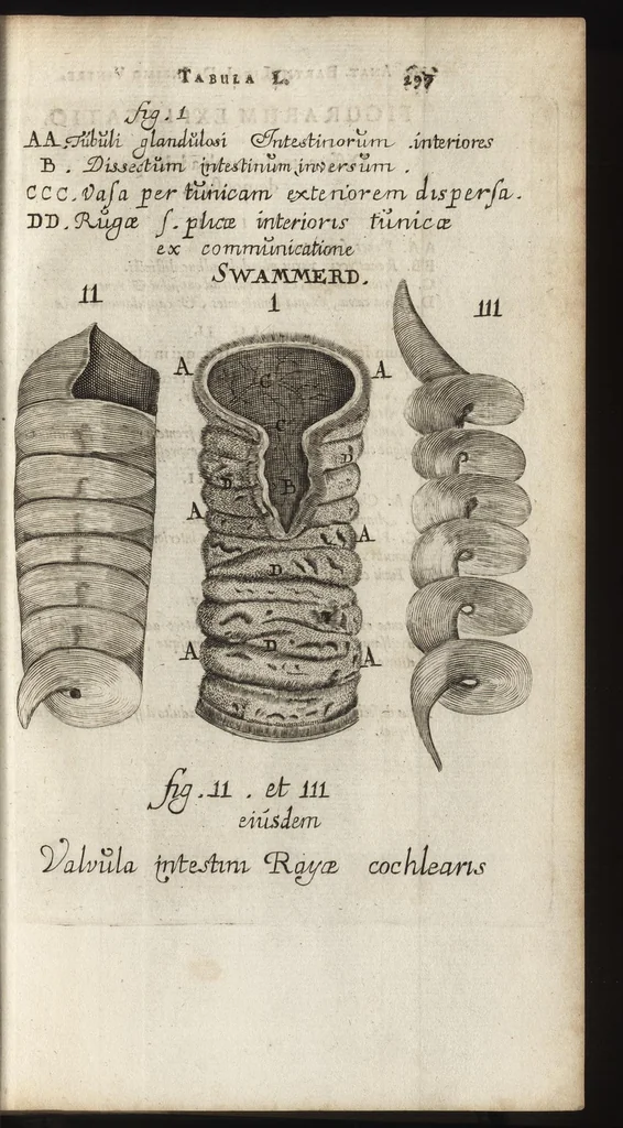 An illustration from Thomae Bartholini Anatome ex omnium veterum recentiorumque observationibus inprimis institutionibus b.m. parentis Caspari Bartholini : ad circulationem Harvejanam, et vasa lymphatica, 1686, leaf 338