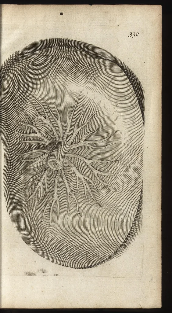 An illustration from Thomae Bartholini Anatome ex omnium veterum recentiorumque observationibus inprimis institutionibus b.m. parentis Caspari Bartholini : ad circulationem Harvejanam, et vasa lymphatica, 1686, leaf 372
