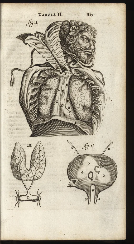 An illustration from Thomae Bartholini Anatome ex omnium veterum recentiorumque observationibus inprimis institutionibus b.m. parentis Caspari Bartholini : ad circulationem Harvejanam, et vasa lymphatica, 1686, leaf 390