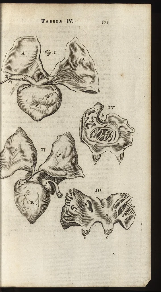 An illustration from Thomae Bartholini Anatome ex omnium veterum recentiorumque observationibus inprimis institutionibus b.m. parentis Caspari Bartholini : ad circulationem Harvejanam, et vasa lymphatica, 1686, leaf 416