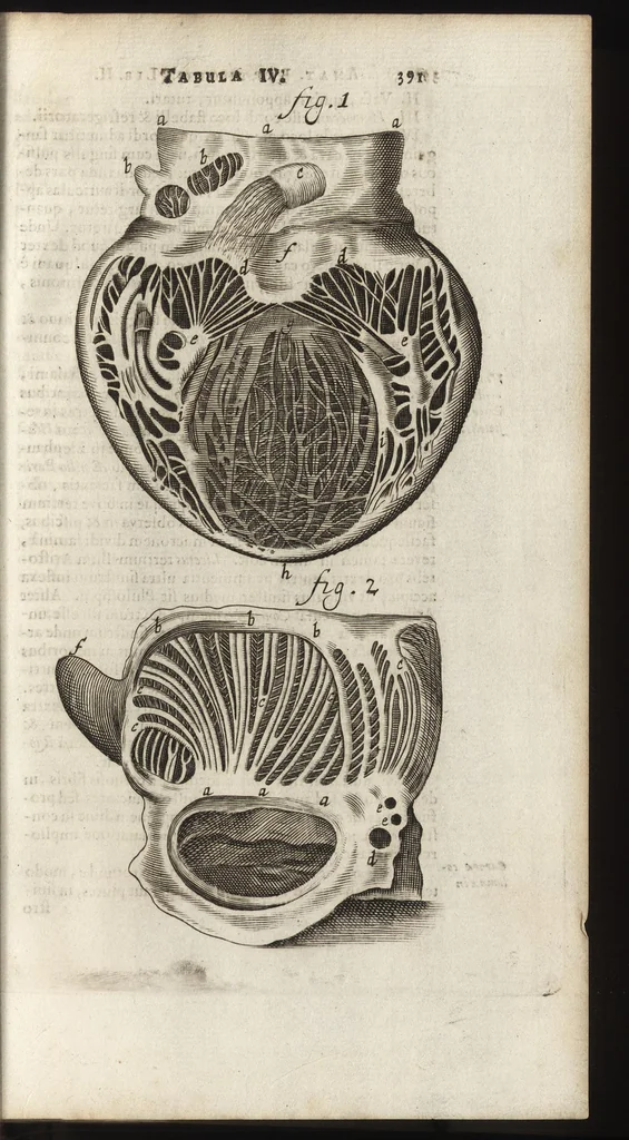 An illustration from Thomae Bartholini Anatome ex omnium veterum recentiorumque observationibus inprimis institutionibus b.m. parentis Caspari Bartholini : ad circulationem Harvejanam, et vasa lymphatica, 1686, leaf 434