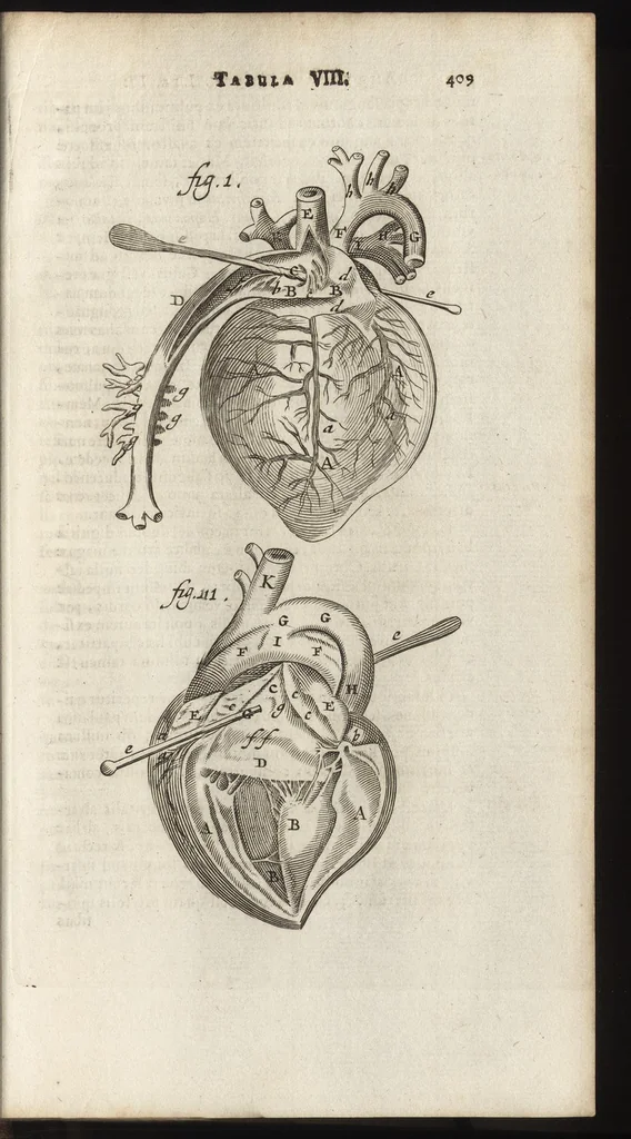 An illustration from Thomae Bartholini Anatome ex omnium veterum recentiorumque observationibus inprimis institutionibus b.m. parentis Caspari Bartholini : ad circulationem Harvejanam, et vasa lymphatica, 1686, leaf 452