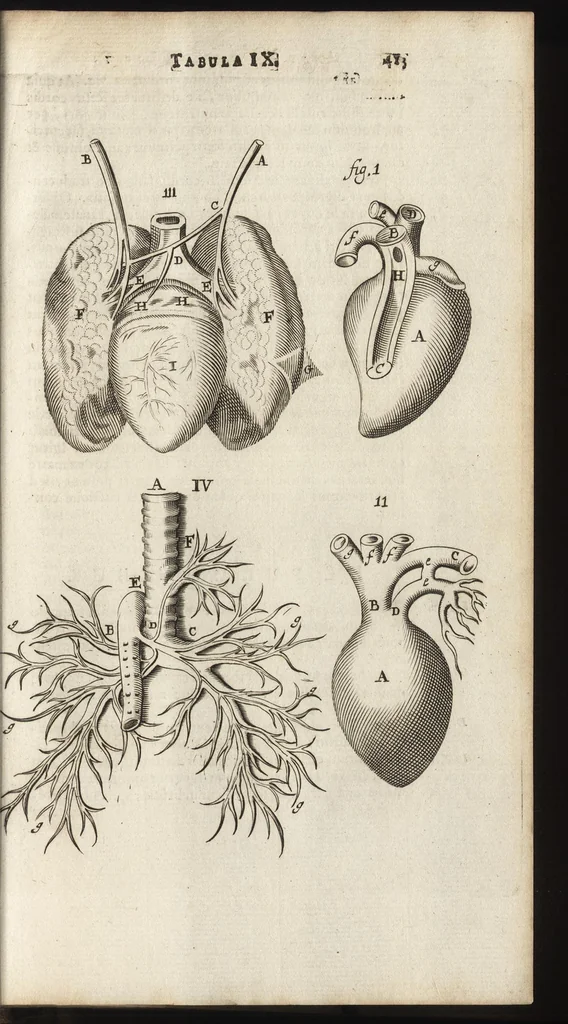 An illustration from Thomae Bartholini Anatome ex omnium veterum recentiorumque observationibus inprimis institutionibus b.m. parentis Caspari Bartholini : ad circulationem Harvejanam, et vasa lymphatica, 1686, leaf 456