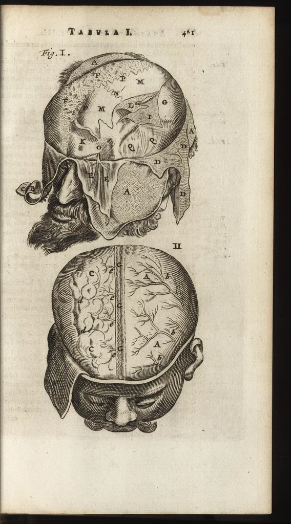 An illustration from Thomae Bartholini Anatome ex omnium veterum recentiorumque observationibus inprimis institutionibus b.m. parentis Caspari Bartholini : ad circulationem Harvejanam, et vasa lymphatica, 1686, leaf 504