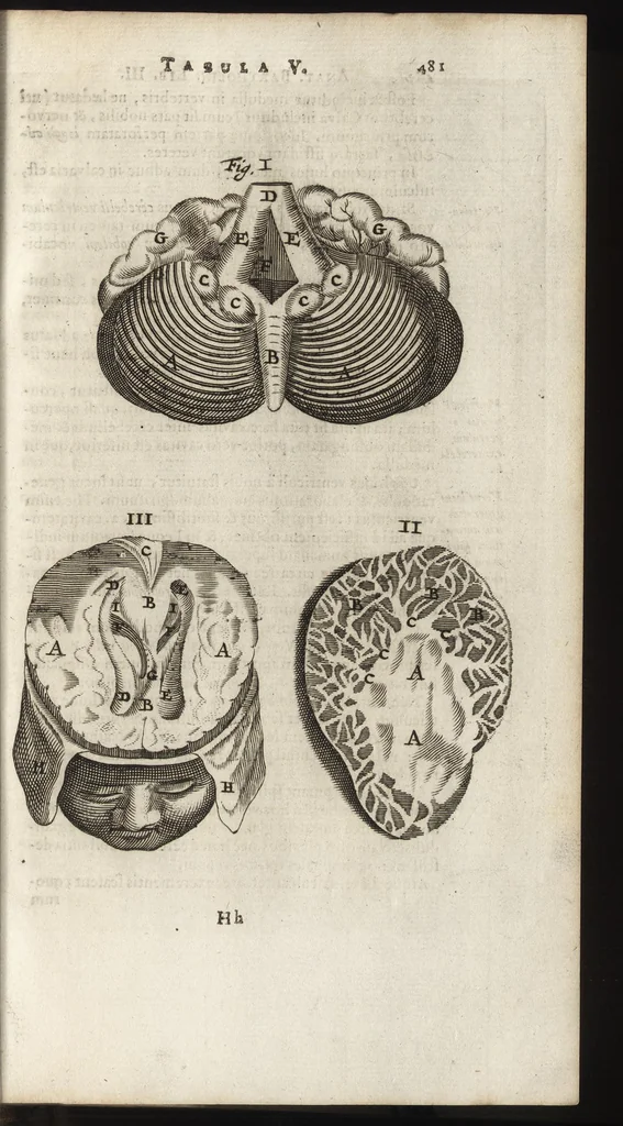 An illustration from Thomae Bartholini Anatome ex omnium veterum recentiorumque observationibus inprimis institutionibus b.m. parentis Caspari Bartholini : ad circulationem Harvejanam, et vasa lymphatica, 1686, leaf 524