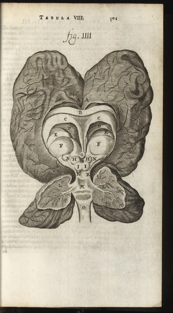 An illustration from Thomae Bartholini Anatome ex omnium veterum recentiorumque observationibus inprimis institutionibus b.m. parentis Caspari Bartholini : ad circulationem Harvejanam, et vasa lymphatica, 1686, leaf 544