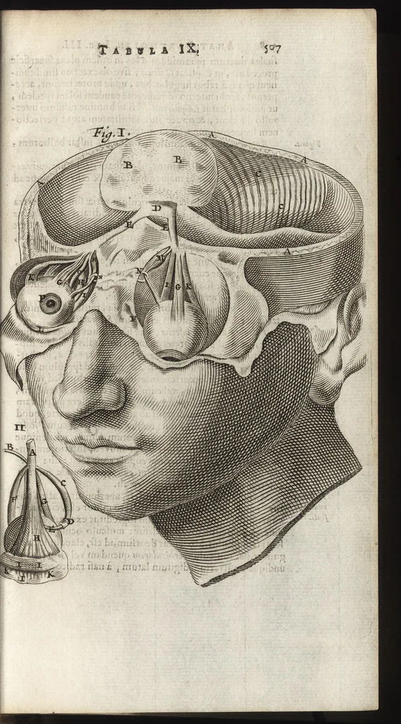 An illustration from Thomae Bartholini Anatome ex omnium veterum recentiorumque observationibus inprimis institutionibus b.m. parentis Caspari Bartholini : ad circulationem Harvejanam, et vasa lymphatica, 1686, leaf 550