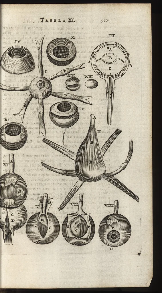 An illustration from Thomae Bartholini Anatome ex omnium veterum recentiorumque observationibus inprimis institutionibus b.m. parentis Caspari Bartholini : ad circulationem Harvejanam, et vasa lymphatica, 1686, leaf 560