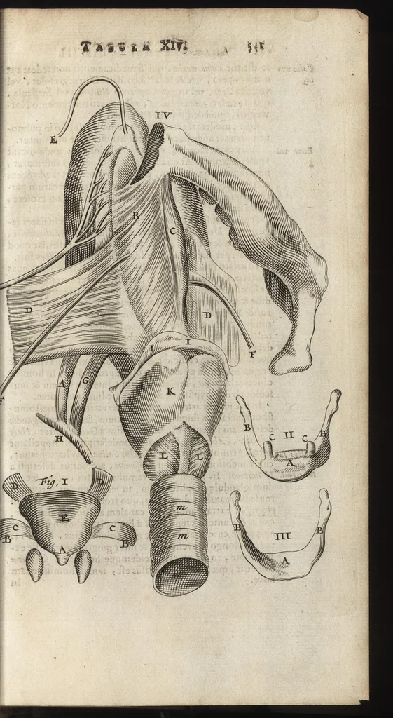 An illustration from Thomae Bartholini Anatome ex omnium veterum recentiorumque observationibus inprimis institutionibus b.m. parentis Caspari Bartholini : ad circulationem Harvejanam, et vasa lymphatica, 1686, leaf 584