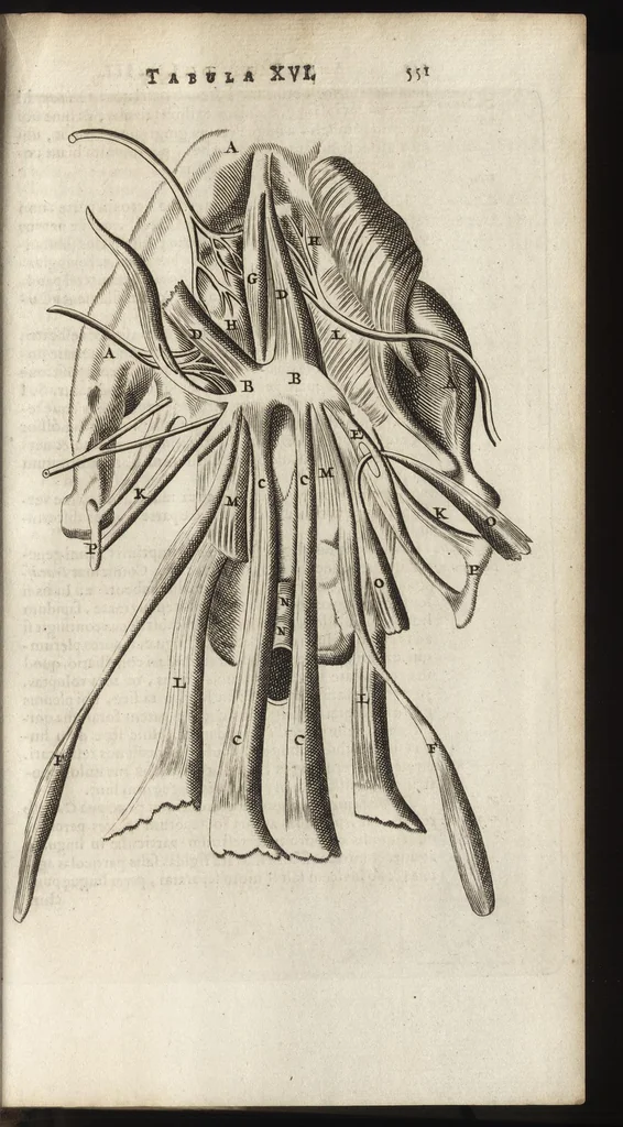 An illustration from Thomae Bartholini Anatome ex omnium veterum recentiorumque observationibus inprimis institutionibus b.m. parentis Caspari Bartholini : ad circulationem Harvejanam, et vasa lymphatica, 1686, leaf 594