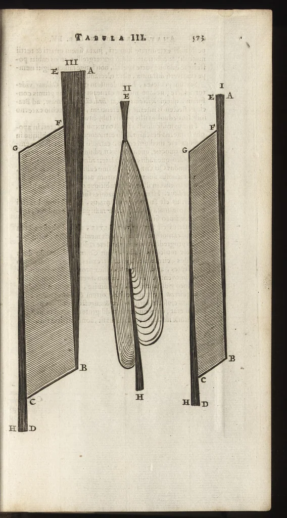 An illustration from Thomae Bartholini Anatome ex omnium veterum recentiorumque observationibus inprimis institutionibus b.m. parentis Caspari Bartholini : ad circulationem Harvejanam, et vasa lymphatica, 1686, leaf 620