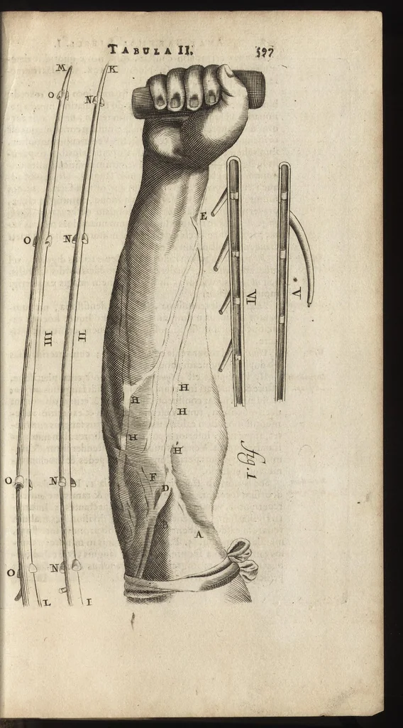 An illustration from Thomae Bartholini Anatome ex omnium veterum recentiorumque observationibus inprimis institutionibus b.m. parentis Caspari Bartholini : ad circulationem Harvejanam, et vasa lymphatica, 1686, leaf 646