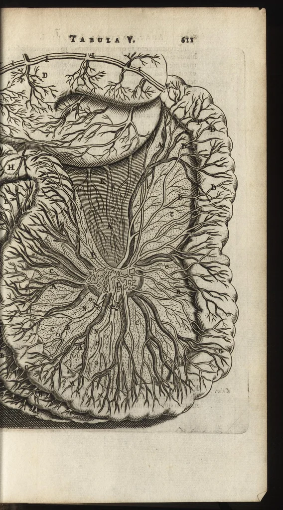 An illustration from Thomae Bartholini Anatome ex omnium veterum recentiorumque observationibus inprimis institutionibus b.m. parentis Caspari Bartholini : ad circulationem Harvejanam, et vasa lymphatica, 1686, leaf 660