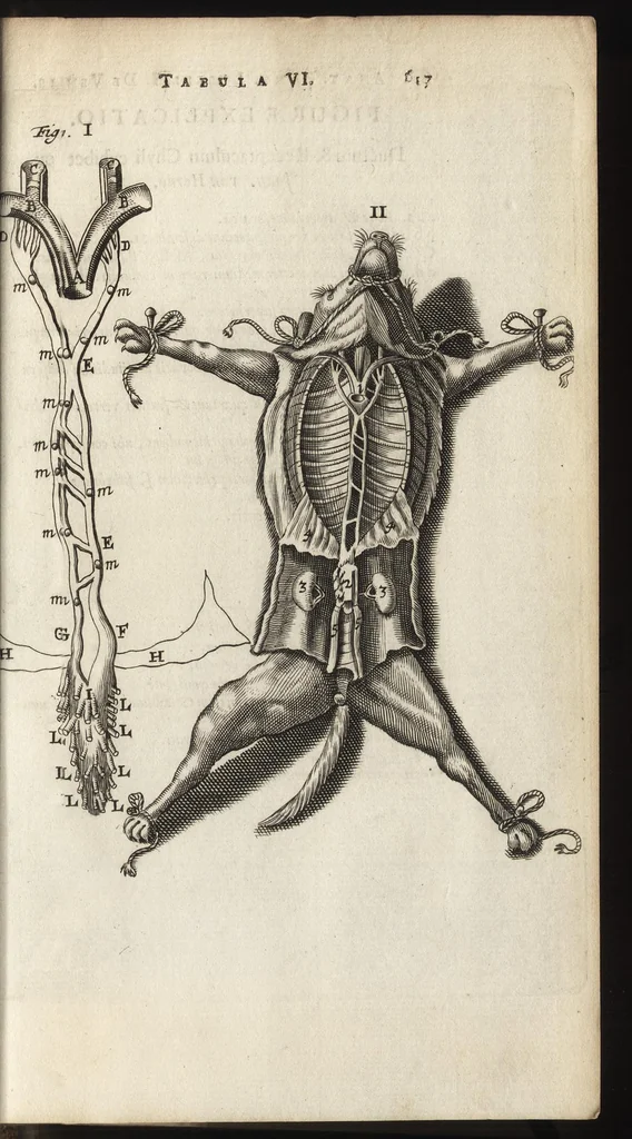 An illustration from Thomae Bartholini Anatome ex omnium veterum recentiorumque observationibus inprimis institutionibus b.m. parentis Caspari Bartholini : ad circulationem Harvejanam, et vasa lymphatica, 1686, leaf 666