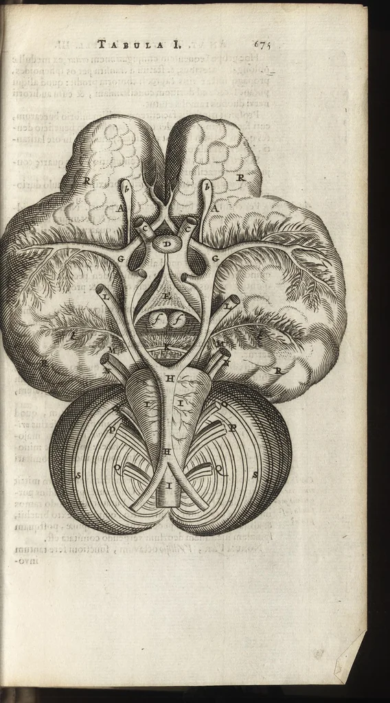 An illustration from Thomae Bartholini Anatome ex omnium veterum recentiorumque observationibus inprimis institutionibus b.m. parentis Caspari Bartholini : ad circulationem Harvejanam, et vasa lymphatica, 1686, leaf 728