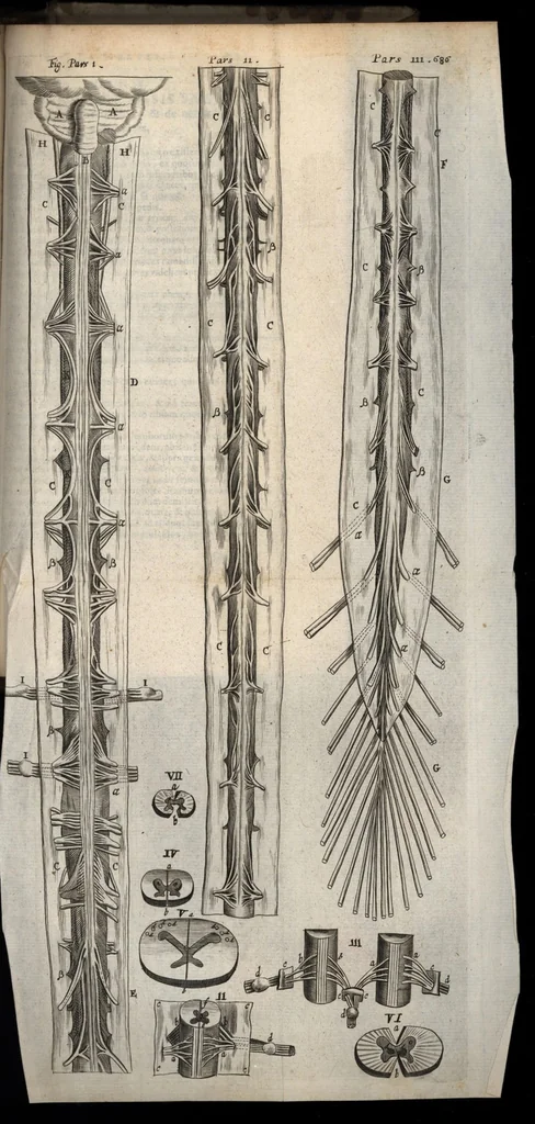 An illustration from Thomae Bartholini Anatome ex omnium veterum recentiorumque observationibus inprimis institutionibus b.m. parentis Caspari Bartholini : ad circulationem Harvejanam, et vasa lymphatica, 1686, leaf 742