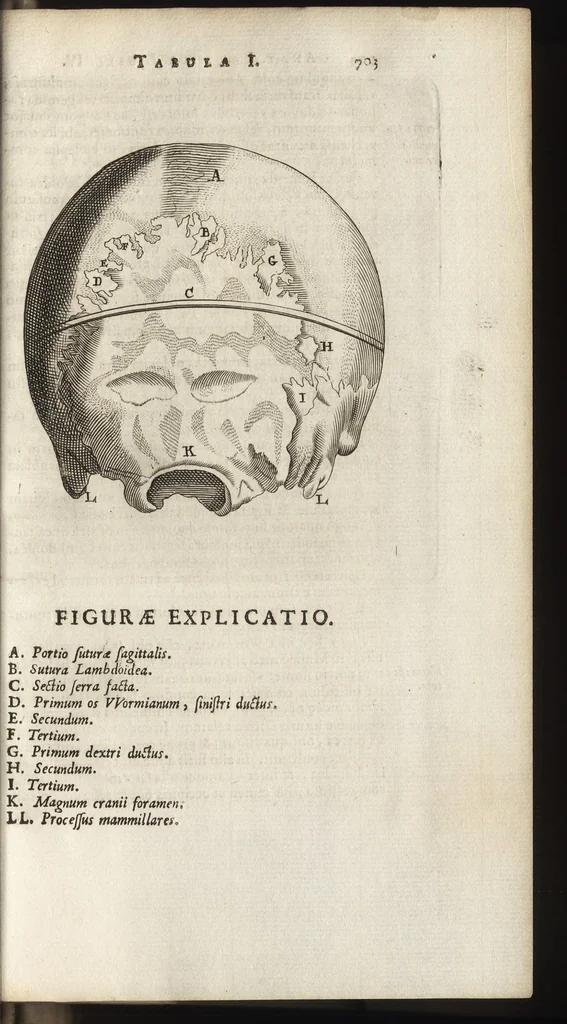 An illustration from Thomae Bartholini Anatome ex omnium veterum recentiorumque observationibus inprimis institutionibus b.m. parentis Caspari Bartholini : ad circulationem Harvejanam, et vasa lymphatica, 1686, leaf 760