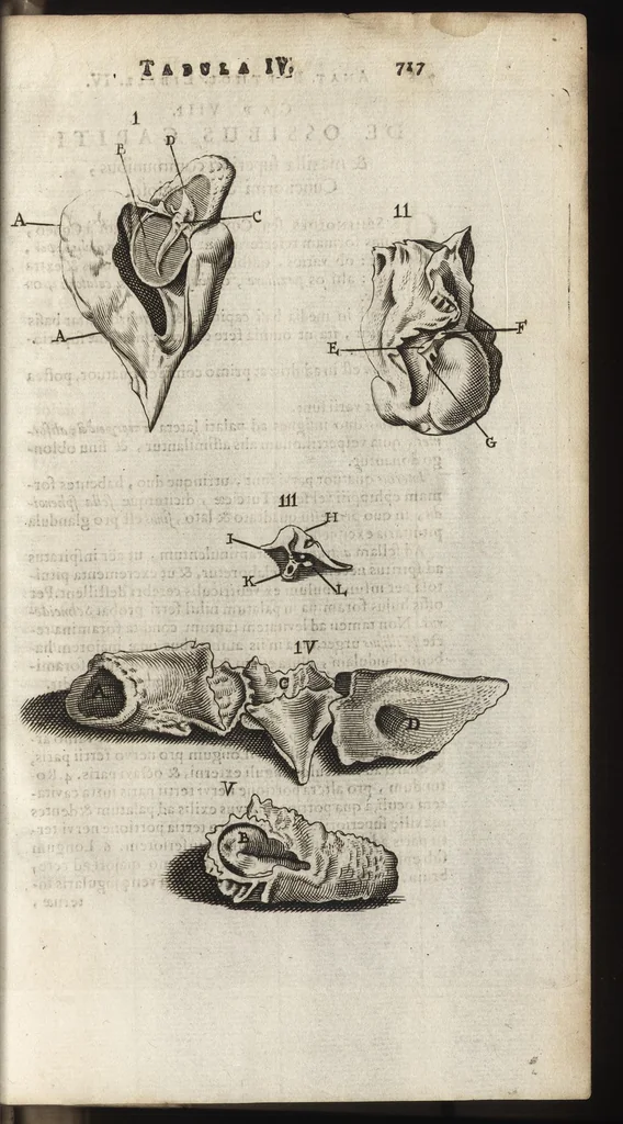 An illustration from Thomae Bartholini Anatome ex omnium veterum recentiorumque observationibus inprimis institutionibus b.m. parentis Caspari Bartholini : ad circulationem Harvejanam, et vasa lymphatica, 1686, leaf 774
