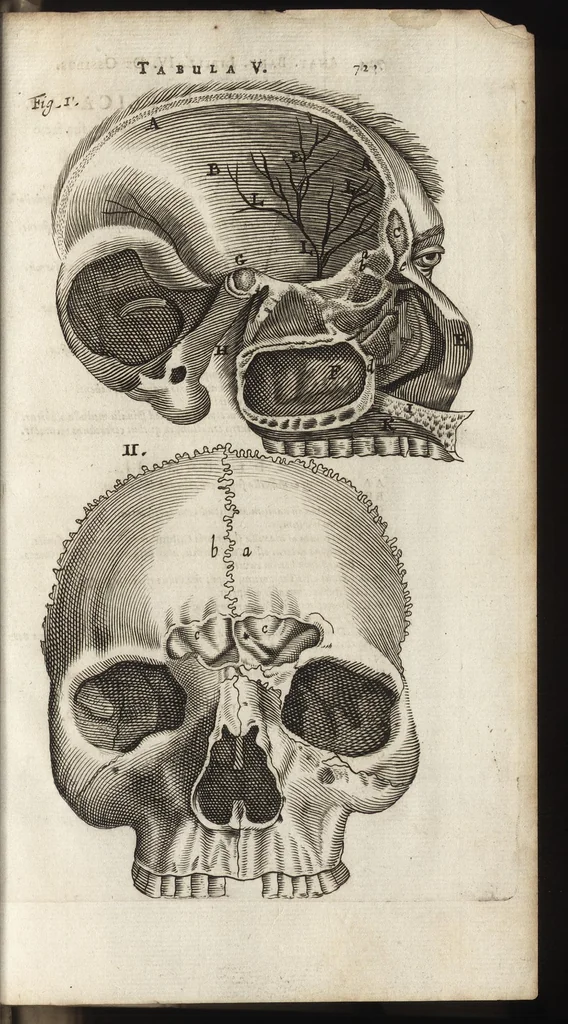 An illustration from Thomae Bartholini Anatome ex omnium veterum recentiorumque observationibus inprimis institutionibus b.m. parentis Caspari Bartholini : ad circulationem Harvejanam, et vasa lymphatica, 1686, leaf 780