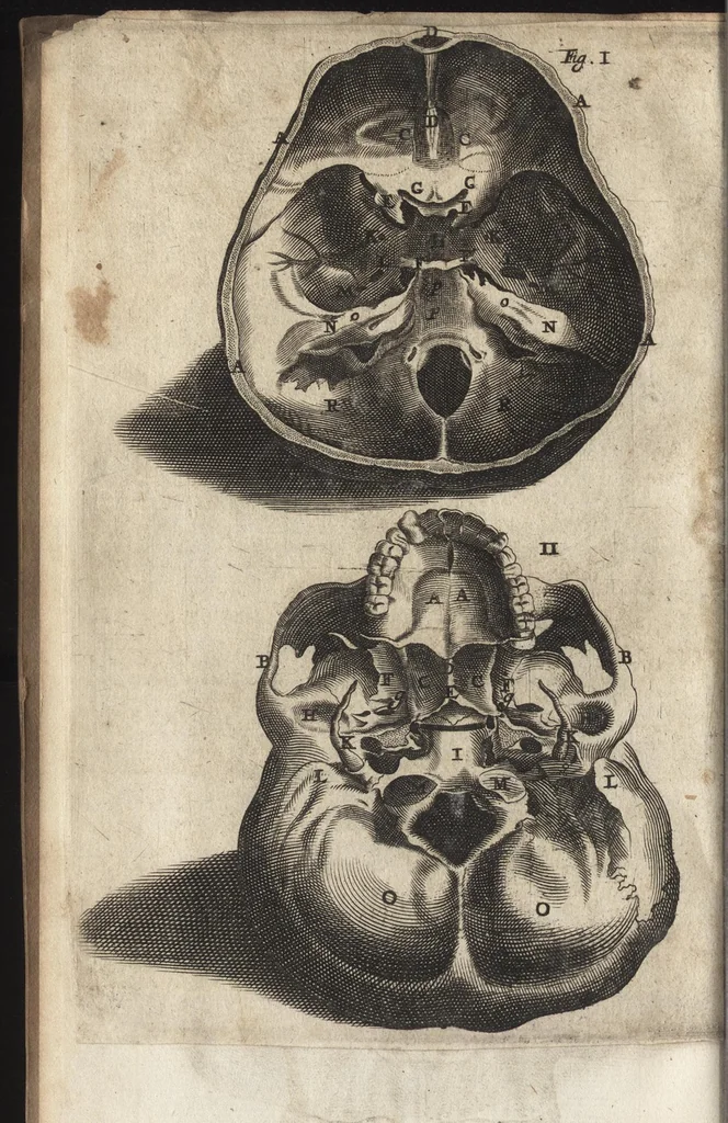An illustration from Thomae Bartholini Anatome ex omnium veterum recentiorumque observationibus inprimis institutionibus b.m. parentis Caspari Bartholini : ad circulationem Harvejanam, et vasa lymphatica, 1686, leaf 783