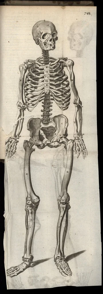 An illustration from Thomae Bartholini Anatome ex omnium veterum recentiorumque observationibus inprimis institutionibus b.m. parentis Caspari Bartholini : ad circulationem Harvejanam, et vasa lymphatica, 1686, leaf 808