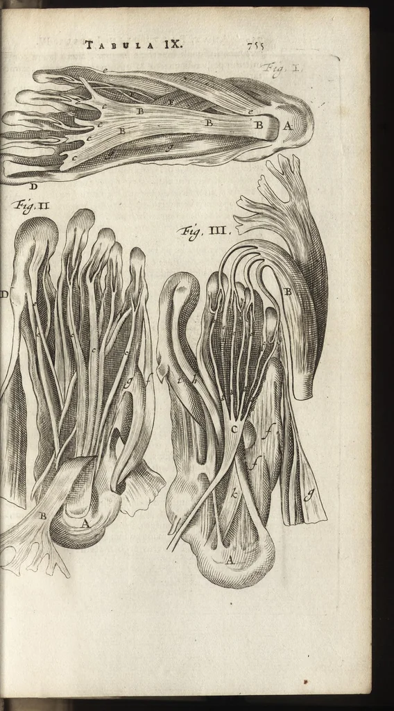 An illustration from Thomae Bartholini Anatome ex omnium veterum recentiorumque observationibus inprimis institutionibus b.m. parentis Caspari Bartholini : ad circulationem Harvejanam, et vasa lymphatica, 1686, leaf 816