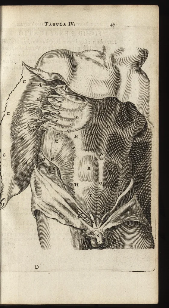 An illustration from Thomae Bartholini Anatome ex omnium veterum recentiorumque observationibus inprimis institutionibus b.m. parentis Caspari Bartholini : ad circulationem Harvejanam, et vasa lymphatica, 1686, leaf 82