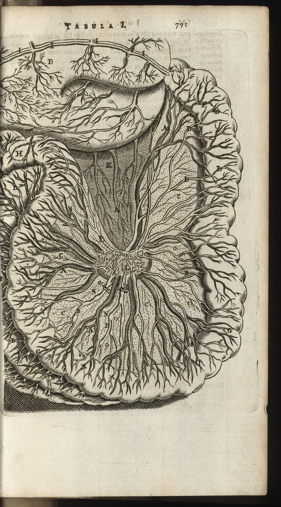 An illustration from Thomae Bartholini Anatome ex omnium veterum recentiorumque observationibus inprimis institutionibus b.m. parentis Caspari Bartholini : ad circulationem Harvejanam, et vasa lymphatica, 1686, leaf 852