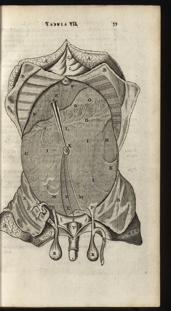 An illustration from Thomae Bartholini Anatome ex omnium veterum recentiorumque observationibus inprimis institutionibus b.m. parentis Caspari Bartholini : ad circulationem Harvejanam, et vasa lymphatica, 1686, leaf 92