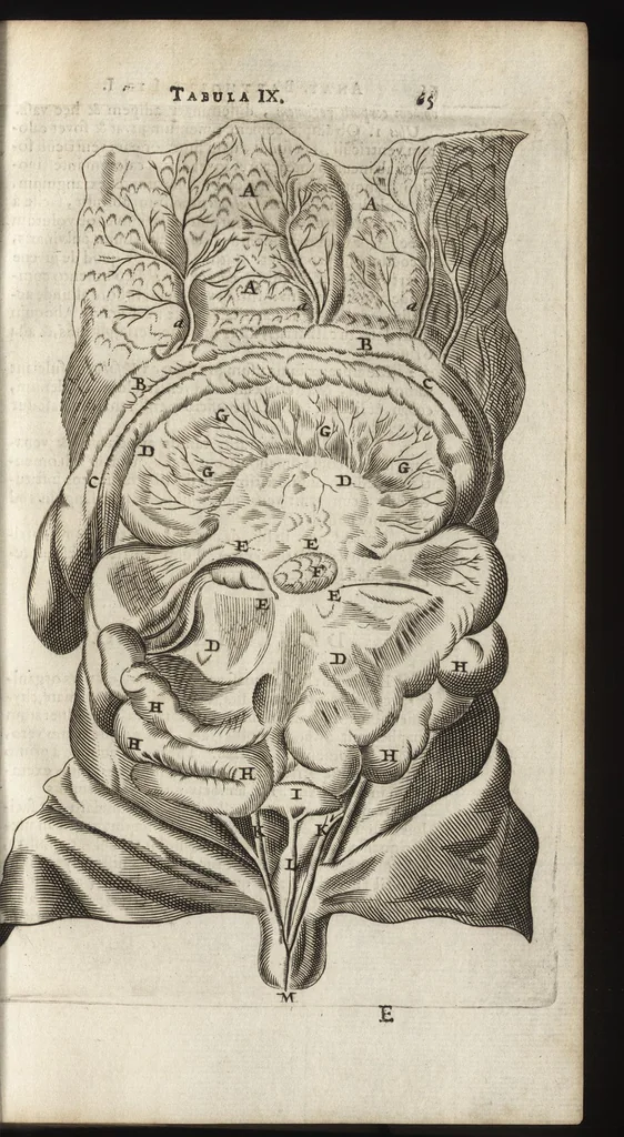 An illustration from Thomae Bartholini Anatome ex omnium veterum recentiorumque observationibus inprimis institutionibus b.m. parentis Caspari Bartholini : ad circulationem Harvejanam, et vasa lymphatica, 1686, leaf 98