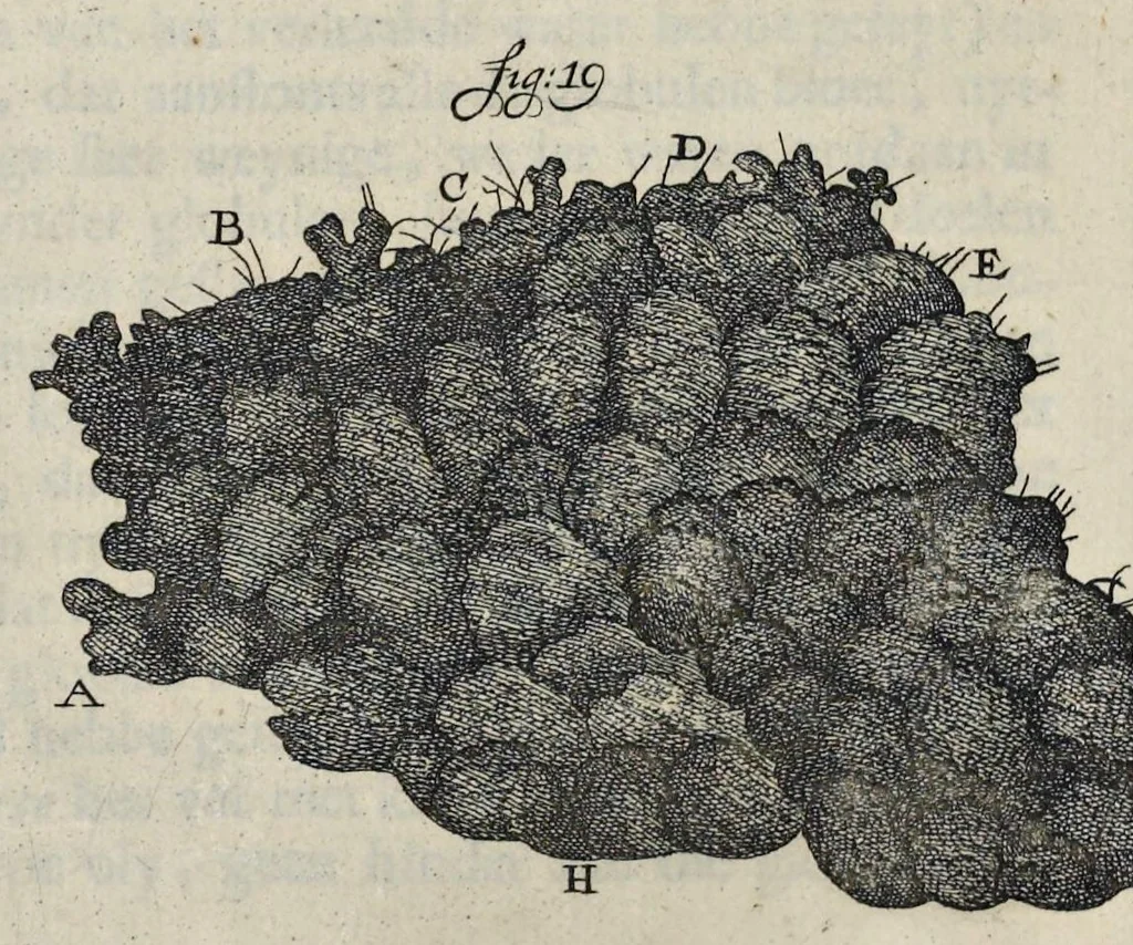 An illustration from Leeuwenhoeks werken, 1684, leaf 189