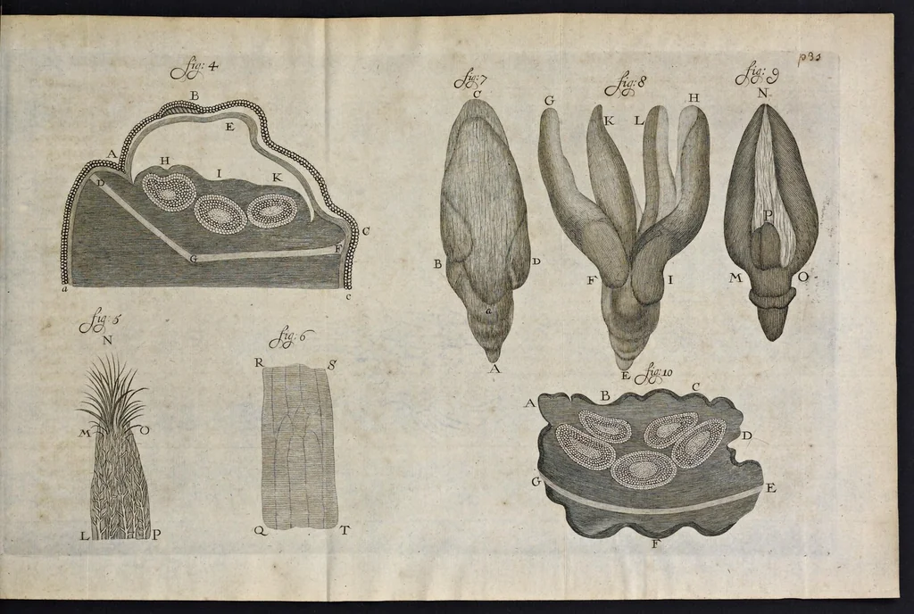 An illustration from Leeuwenhoeks werken, 1684, leaf 46