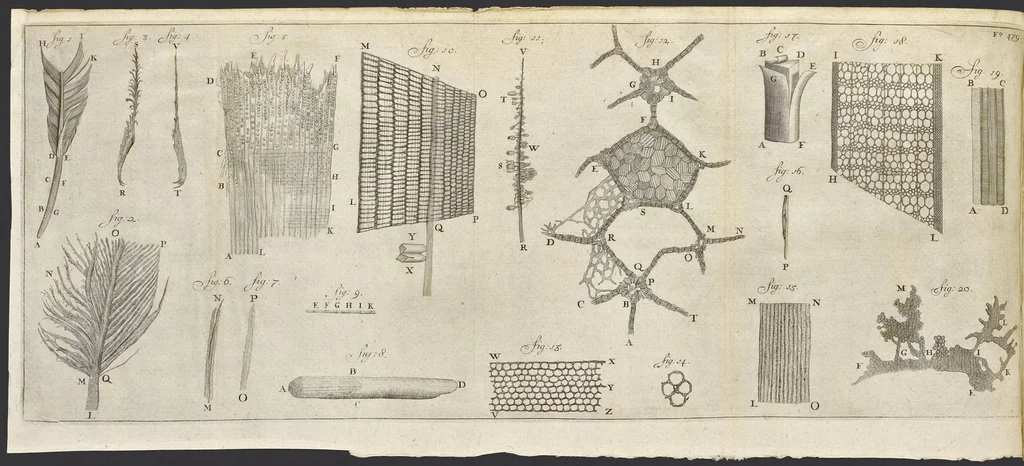 An illustration from Leeuwenhoeks werken, 1684, leaf 531