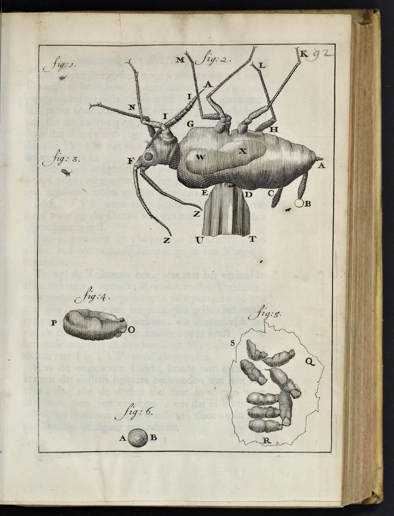 An illustration from Leeuwenhoeks werken, 1684, leaf 116