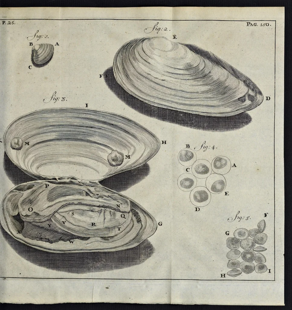 An illustration from Leeuwenhoeks werken, 1684, leaf 176