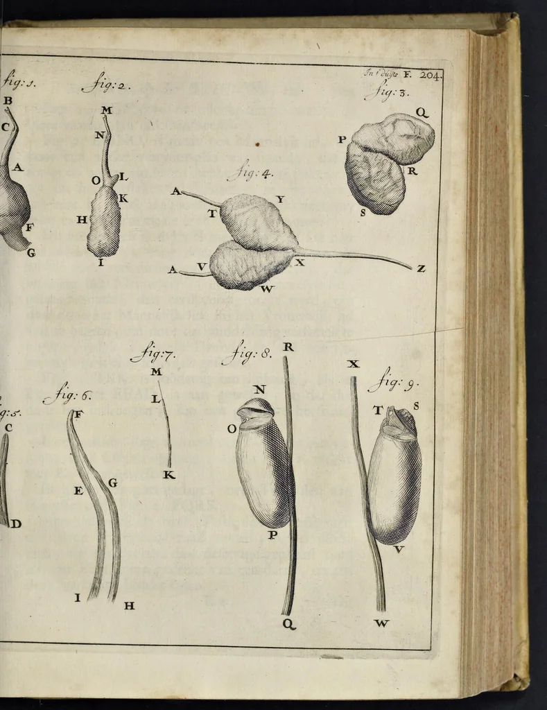 An illustration from Leeuwenhoeks werken, 1684, leaf 246