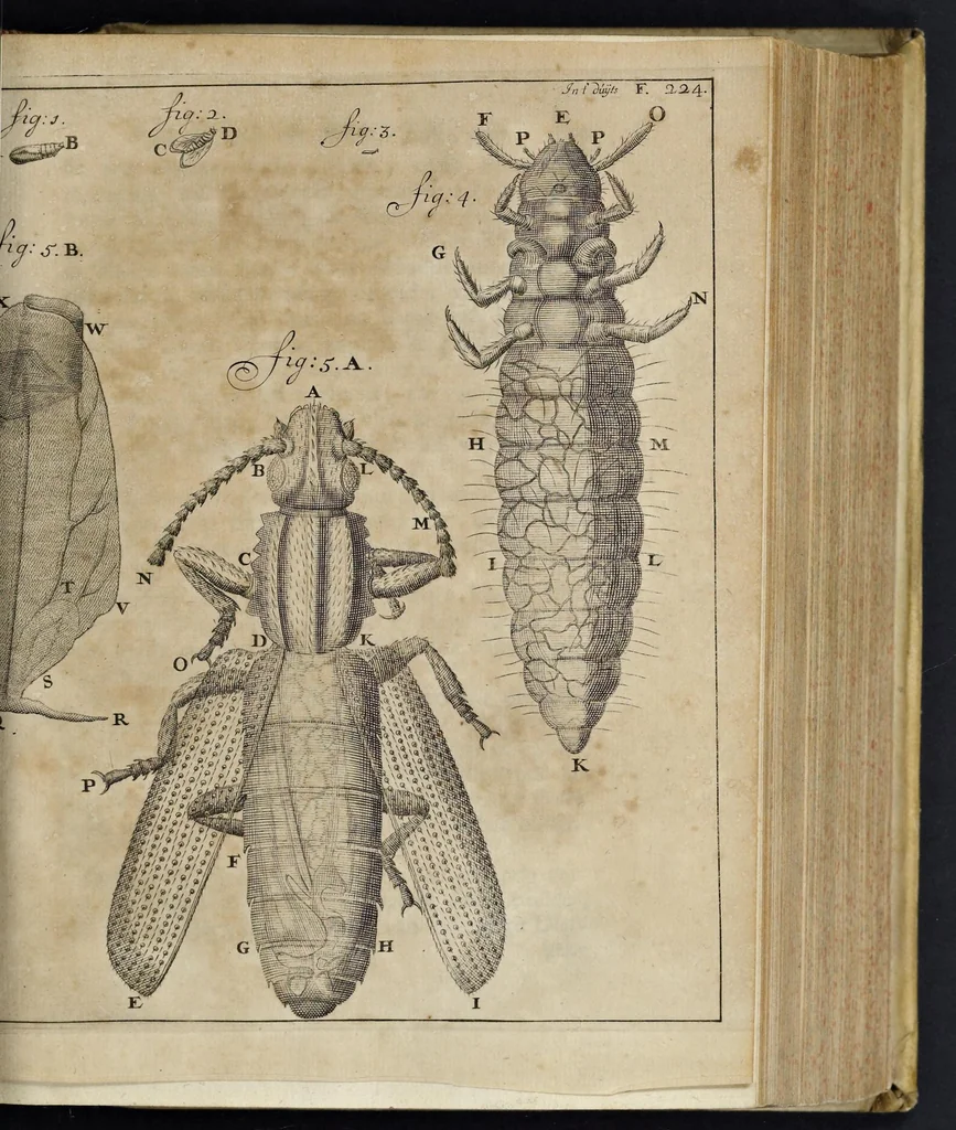 An illustration from Leeuwenhoeks werken, 1684, leaf 268