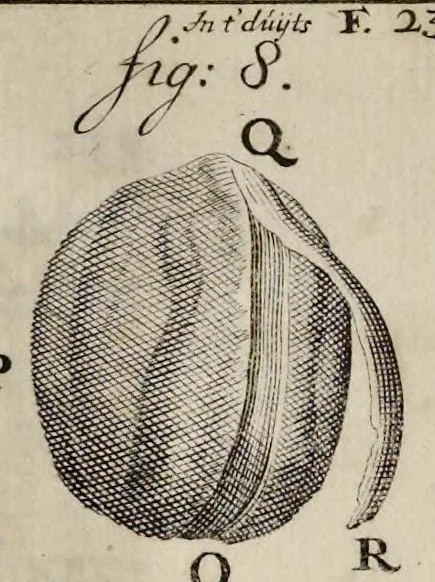 An illustration from Leeuwenhoeks werken, 1684, leaf 282