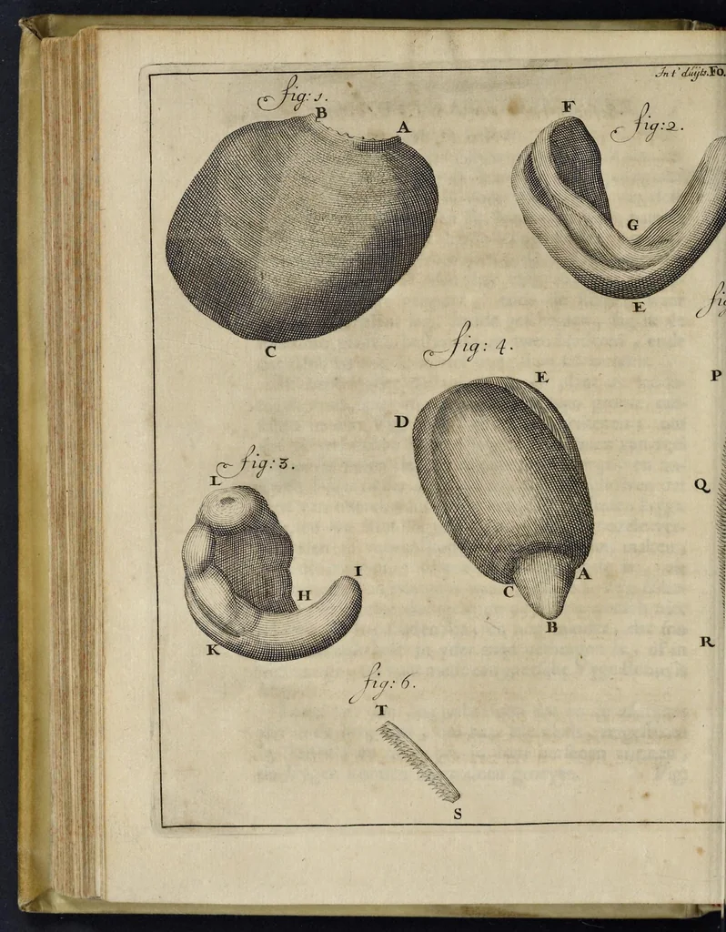 An illustration from Leeuwenhoeks werken, 1684, leaf 327