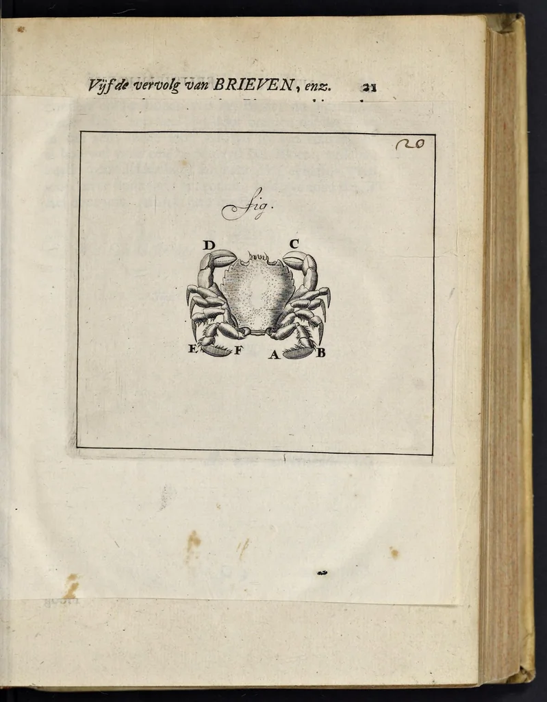 An illustration from Leeuwenhoeks werken, 1684, leaf 38
