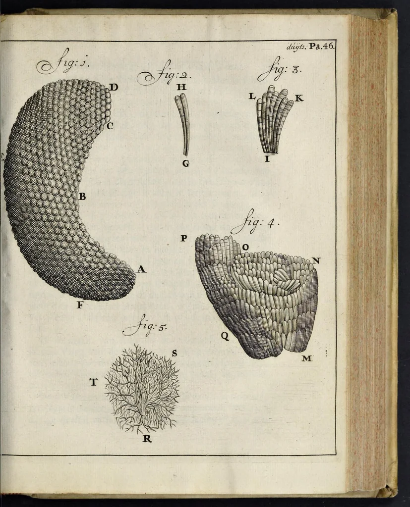 An illustration from Leeuwenhoeks werken, 1684, leaf 456