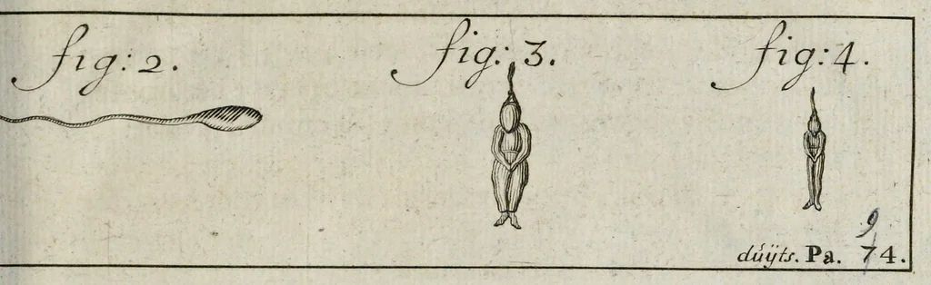 An illustration from Leeuwenhoeks werken, 1684, leaf 486