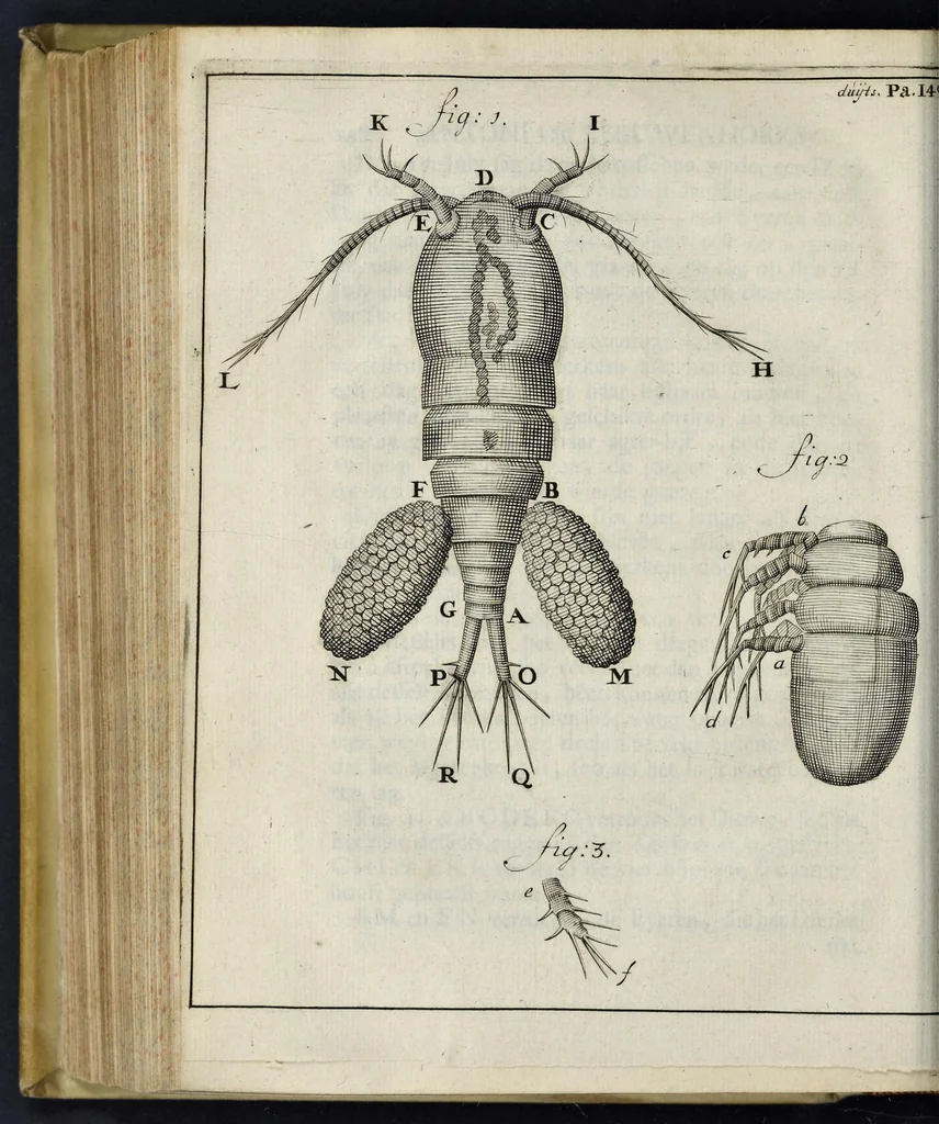 An illustration from Leeuwenhoeks werken, 1684, leaf 561